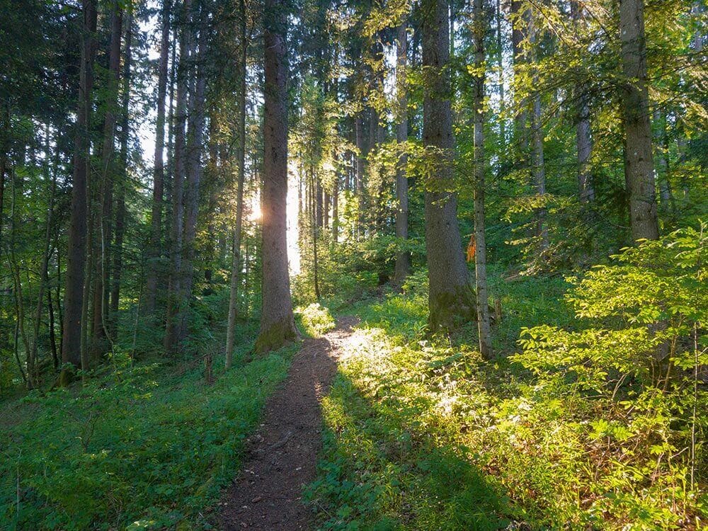 Photo path in the forest UTJB Discovery trail