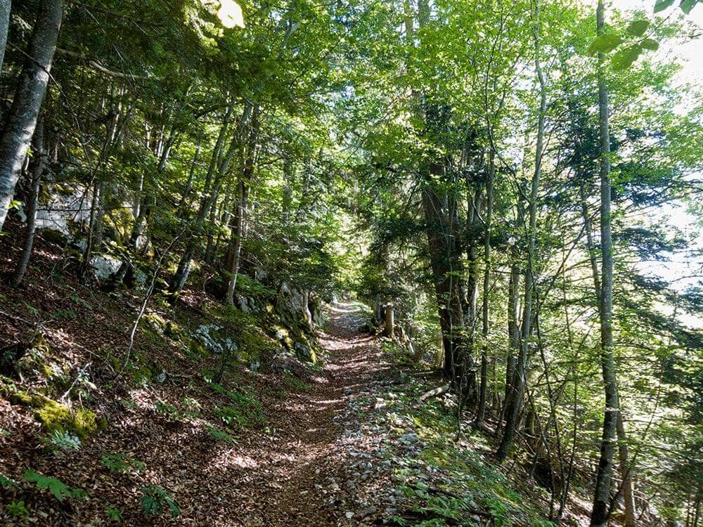 photo footpath forest route La Traversée UTJB